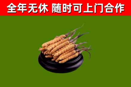 常德回收散虫草